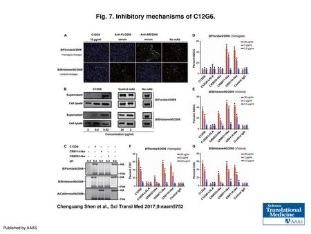 Fig. 7. Inhibitory mechanisms of C12G6.