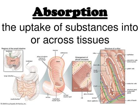 the uptake of substances into or across tissues