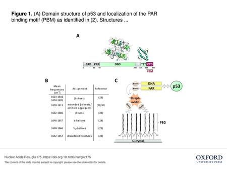 Figure 1. (A) Domain structure of p53 and localization of the PAR binding motif (PBM) as identified in (2). Structures ... Figure 1. (A) Domain structure.