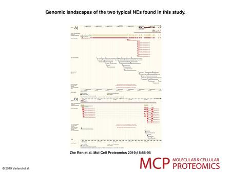 Genomic landscapes of the two typical NEs found in this study.