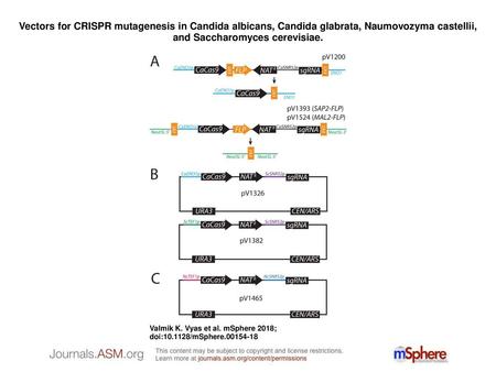 Vectors for CRISPR mutagenesis in Candida albicans, Candida glabrata, Naumovozyma castellii, and Saccharomyces cerevisiae. Vectors for CRISPR mutagenesis.