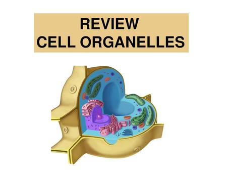 REVIEW CELL ORGANELLES.