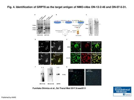 Fig. 4. Identification of GRP78 as the target antigen of NMO-rAbs ON-12-2-46 and ON-07-5-31. Identification of GRP78 as the target antigen of NMO-rAbs.