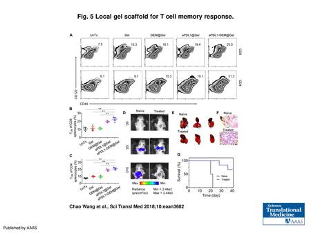 Fig. 5 Local gel scaffold for T cell memory response.