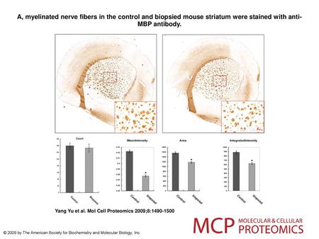 A, myelinated nerve fibers in the control and biopsied mouse striatum were stained with anti-MBP antibody. A, myelinated nerve fibers in the control and.