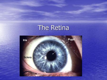 The Retina.