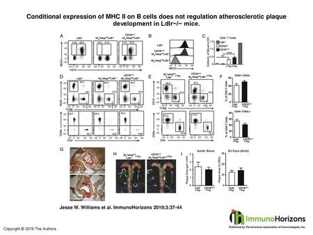 Conditional expression of MHC II on B cells does not regulation atherosclerotic plaque development in Ldlr−/− mice. Conditional expression of MHC II on.