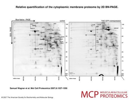 Relative quantification of the cytoplasmic membrane proteome by 2D BN-PAGE. Relative quantification of the cytoplasmic membrane proteome by 2D BN-PAGE.