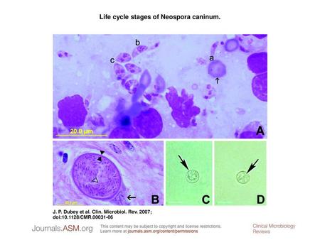 Life cycle stages of Neospora caninum.