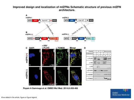 Improved design and localization of mtZFNs Schematic structure of previous mtZFN architecture. Improved design and localization of mtZFNs Schematic structure.