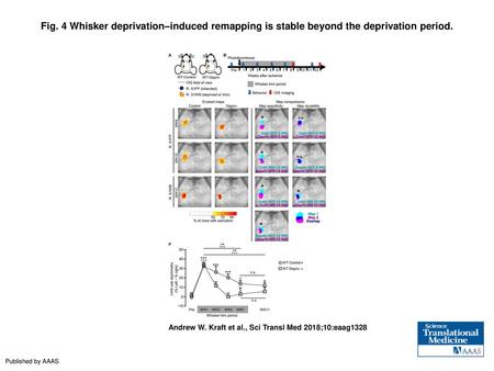 Fig. 4 Whisker deprivation–induced remapping is stable beyond the deprivation period. Whisker deprivation–induced remapping is stable beyond the deprivation.