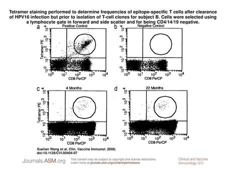 Tetramer staining performed to determine frequencies of epitope-specific T cells after clearance of HPV16 infection but prior to isolation of T-cell clones.