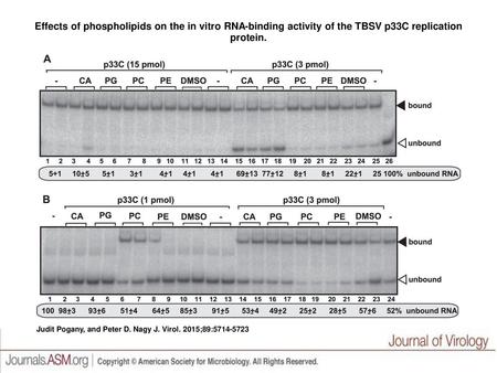 Effects of phospholipids on the in vitro RNA-binding activity of the TBSV p33C replication protein. Effects of phospholipids on the in vitro RNA-binding.