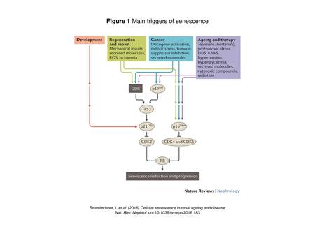 Figure 1 Main triggers of senescence