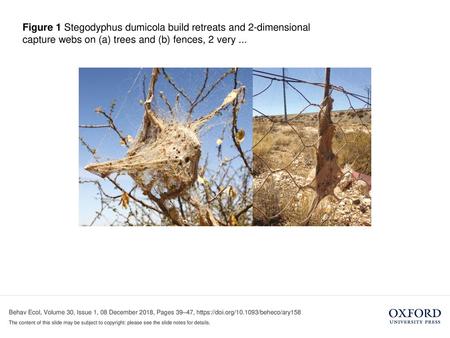 Figure 1 Stegodyphus dumicola build retreats and 2-dimensional capture webs on (a) trees and (b) fences, 2 very ... Figure 1 Stegodyphus dumicola build.