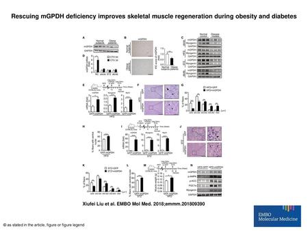 Rescuing mGPDH deficiency improves skeletal muscle regeneration during obesity and diabetes Rescuing mGPDH deficiency improves skeletal muscle regeneration.