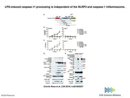 LPS-induced caspase-11 processing is independent of the NLRP3 and caspase-1 inflammasome. LPS-induced caspase-11 processing is independent of the NLRP3.