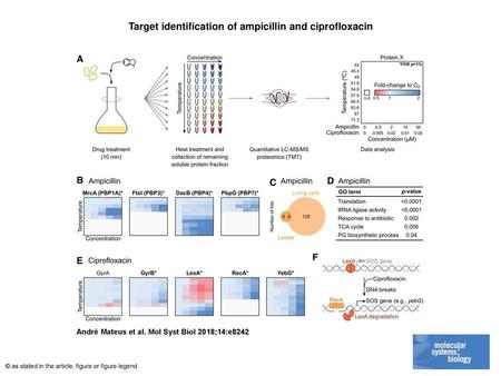 Target identification of ampicillin and ciprofloxacin