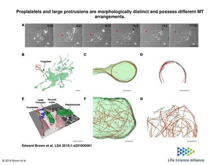 Proplatelets and large protrusions are morphologically distinct and possess different MT arrangements. Proplatelets and large protrusions are morphologically.