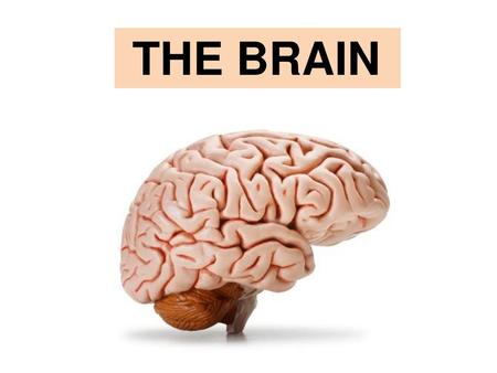 THE BRAIN.