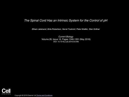 The Spinal Cord Has an Intrinsic System for the Control of pH