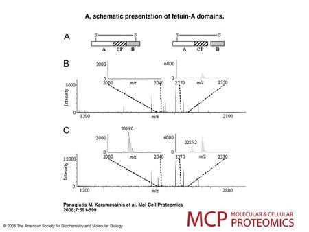 A, schematic presentation of fetuin-A domains.