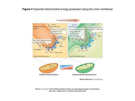 Nat. Rev. Cardiol. doi: /nrcardio