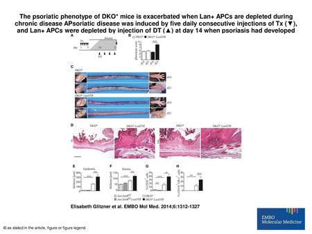 The psoriatic phenotype of DKO