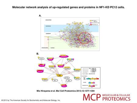 Molecular network analysis of up-regulated genes and proteins in NF1-KD PC12 cells. Molecular network analysis of up-regulated genes and proteins in NF1-KD.