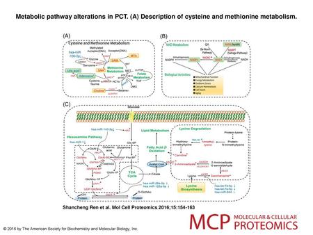 Metabolic pathway alterations in PCT