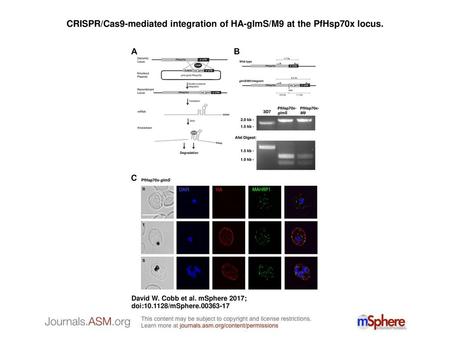 CRISPR/Cas9-mediated integration of HA-glmS/M9 at the PfHsp70x locus.