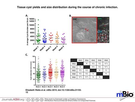 Tissue cyst yields and size distribution during the course of chronic infection. Tissue cyst yields and size distribution during the course of chronic.