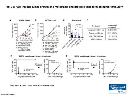 Fig. 3 M7824 inhibits tumor growth and metastasis and provides long-term antitumor immunity. M7824 inhibits tumor growth and metastasis and provides long-term.