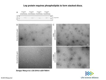 Lnp protein requires phospholipids to form stacked discs.