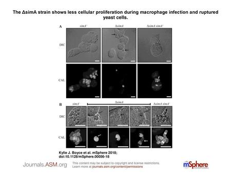 The ΔsimA strain shows less cellular proliferation during macrophage infection and ruptured yeast cells. The ΔsimA strain shows less cellular proliferation.