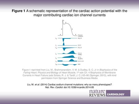 Nat. Rev. Cardiol. doi: /nrcardio