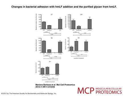 Changes in bacterial adhesion with hmLF addition and the purified glycan from hmLF. Changes in bacterial adhesion with hmLF addition and the purified glycan.