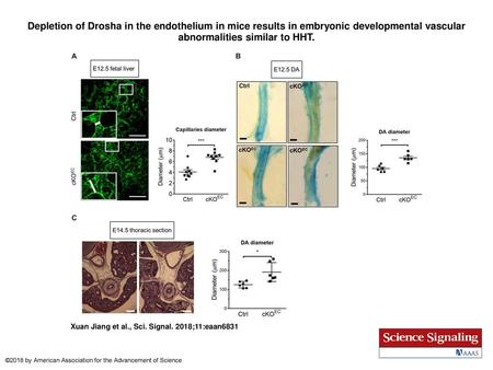 Depletion of Drosha in the endothelium in mice results in embryonic developmental vascular abnormalities similar to HHT. Depletion of Drosha in the endothelium.