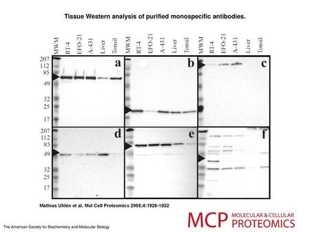 Tissue Western analysis of purified monospecific antibodies.