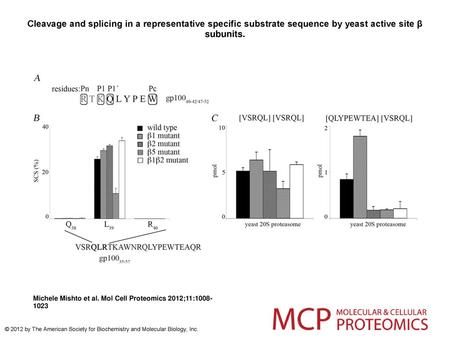 Cleavage and splicing in a representative specific substrate sequence by yeast active site β subunits. Cleavage and splicing in a representative specific.