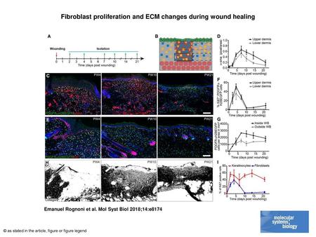 Fibroblast proliferation and ECM changes during wound healing