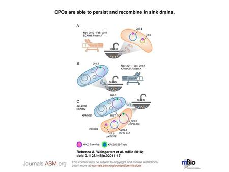 CPOs are able to persist and recombine in sink drains.