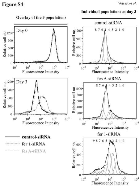 Figure S4 control-siRNA Day 0 fes A-siRNA Day 3 fer 1-siRNA