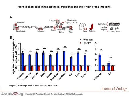 Ifnlr1 is expressed in the epithelial fraction along the length of the intestine. Ifnlr1 is expressed in the epithelial fraction along the length of the.