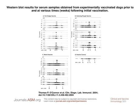 Western blot results for serum samples obtained from experimentally vaccinated dogs prior to and at various times (weeks) following initial vaccination.