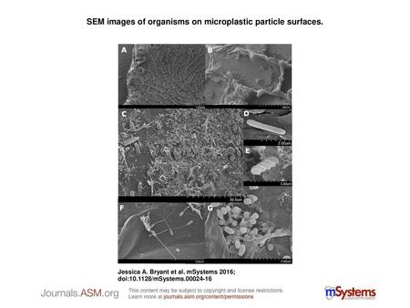 SEM images of organisms on microplastic particle surfaces.