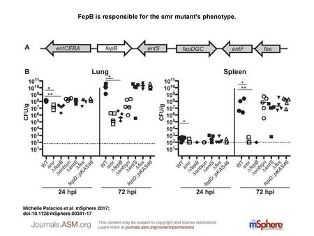 FepB is responsible for the smr mutant’s phenotype.