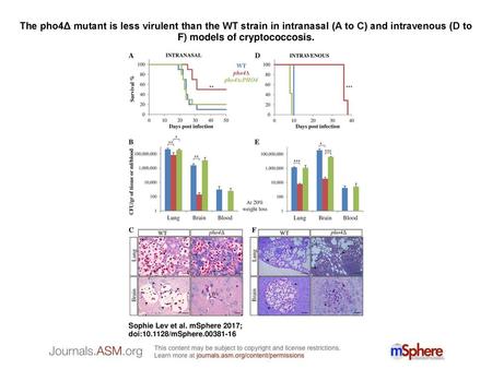 The pho4Δ mutant is less virulent than the WT strain in intranasal (A to C) and intravenous (D to F) models of cryptococcosis. The pho4Δ mutant is less.