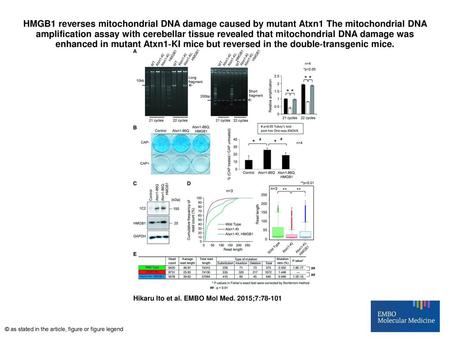 HMGB1 reverses mitochondrial DNA damage caused by mutant Atxn1 The mitochondrial DNA amplification assay with cerebellar tissue revealed that mitochondrial.