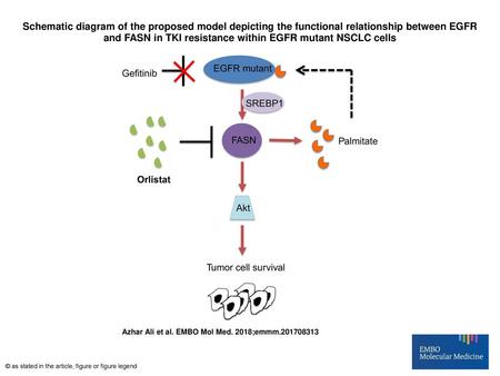 Schematic diagram of the proposed model depicting the functional relationship between EGFR and FASN in TKI resistance within EGFR mutant NSCLC cells Schematic.